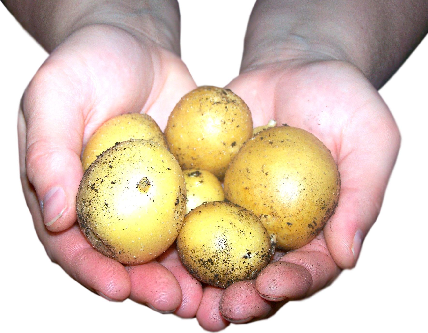 Tus patatas de confianza
